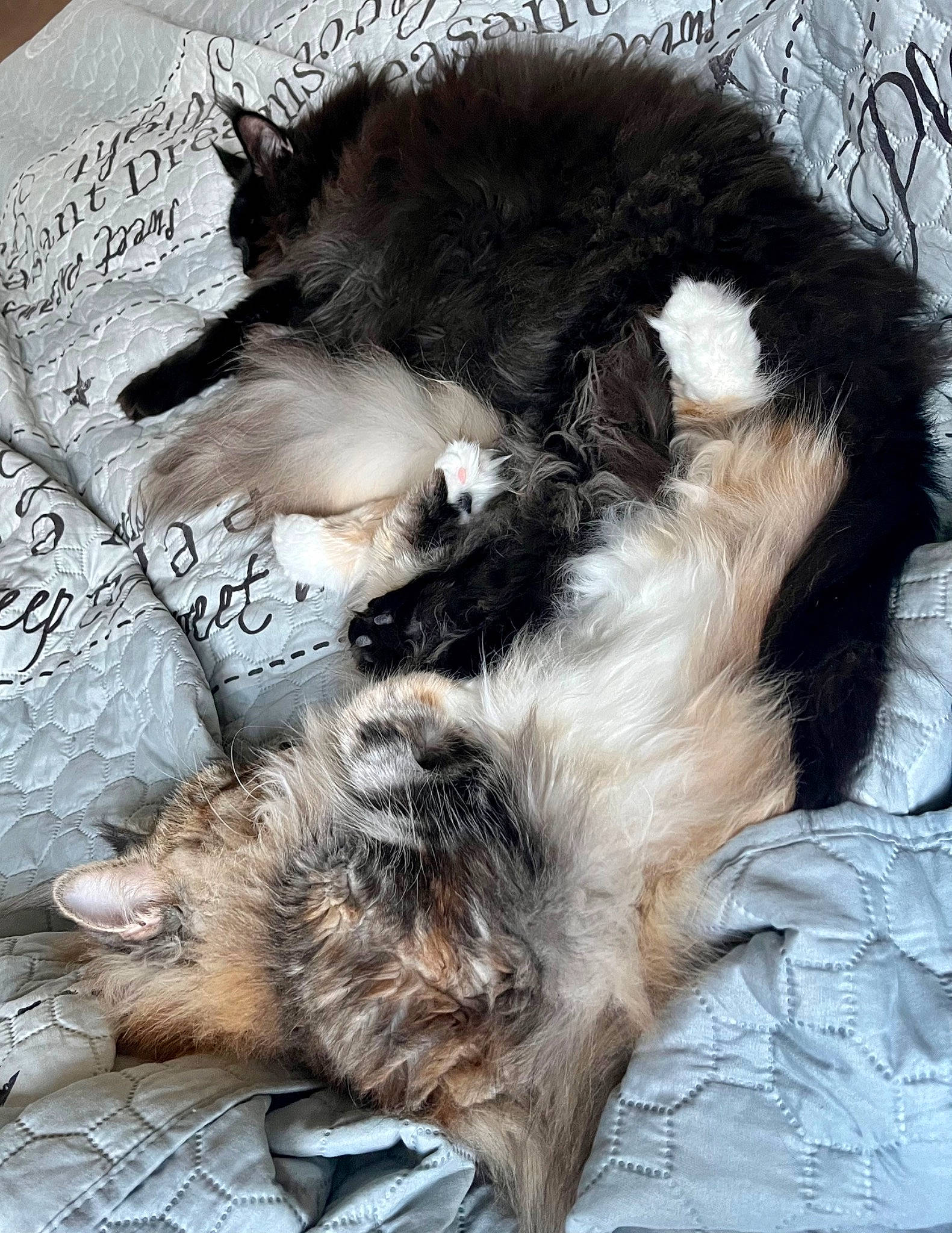 Marlon a rejoint le concours — aidez-le/la à gagner de superbes lots ! carnivore, cat, cat_supply, claw, comfort, companion_dog, dog_breed, felidae, fur, nap, natural_material, paw, small_to_medium_sized_cats, snout, tail, terrestrial_animal, whiskers