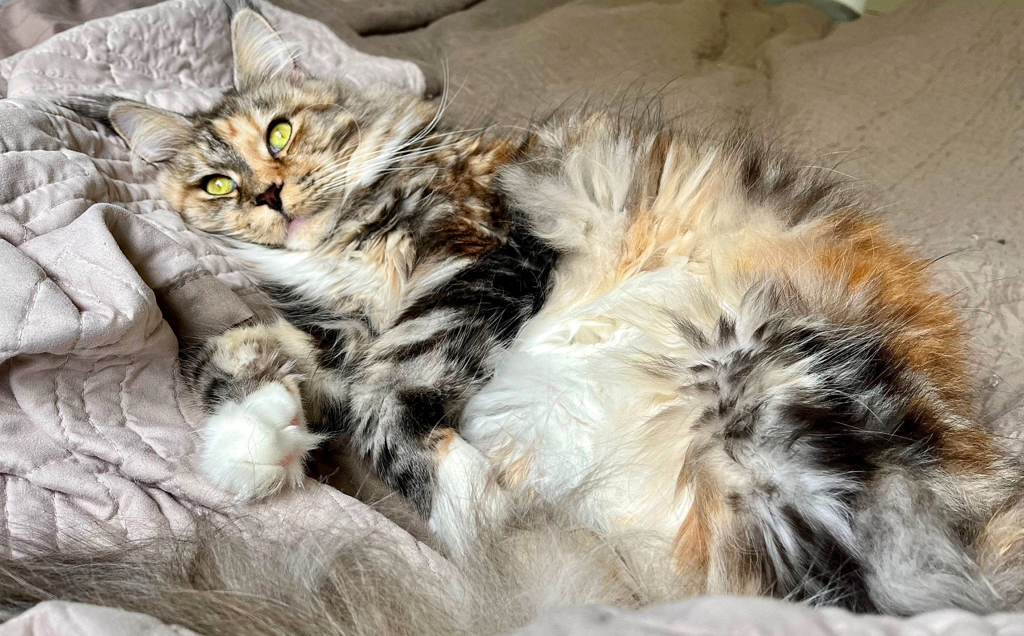 Garbo a rejoint le concours — aidez-le/la à gagner de superbes lots ! carnivore, cat, cat_bed, claw, comfort, domestic_short_haired_cat, felidae, fur, maine_coon, paw, small_to_medium_sized_cats, snout, tail, terrestrial_animal, whiskers