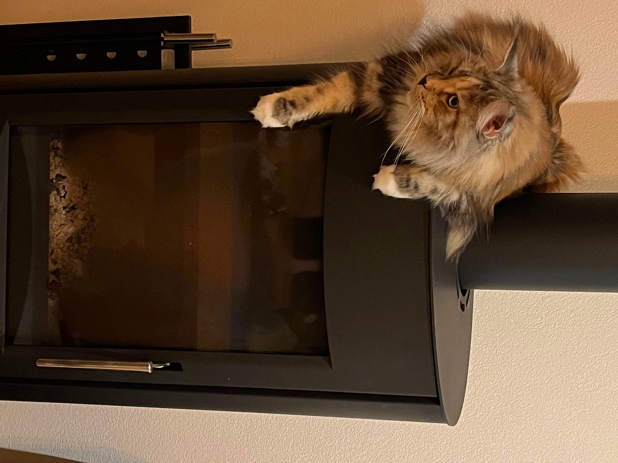 Garbo a rejoint le concours — aidez-le/la à gagner de superbes lots ! carnivore, cat, claw, companion_dog, display_device, dog_breed, fawn, felidae, flat_panel_display, fur, lion, output_device, paw, room, small_to_medium_sized_cats, tail, television_set, terrestrial_animal, whiskers, wood