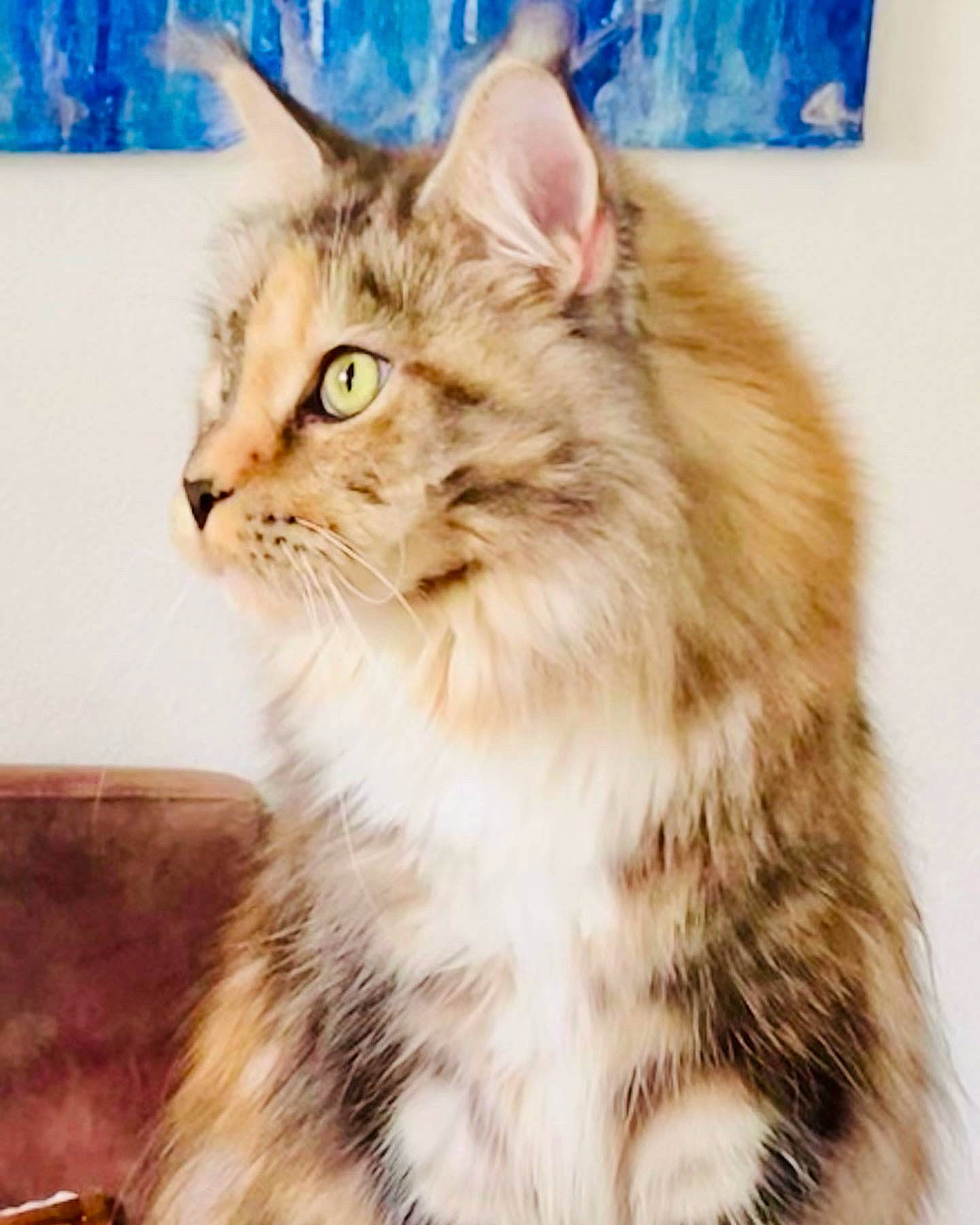 Garbo participe au concours pour gagner de l'argent avec cette photo : carnivore, cat, domestic_short_haired_cat, eye, fawn, felidae, fur, paw, photo_caption, plant, small_to_medium_sized_cats, snout, tail, terrestrial_animal, whiskers, window