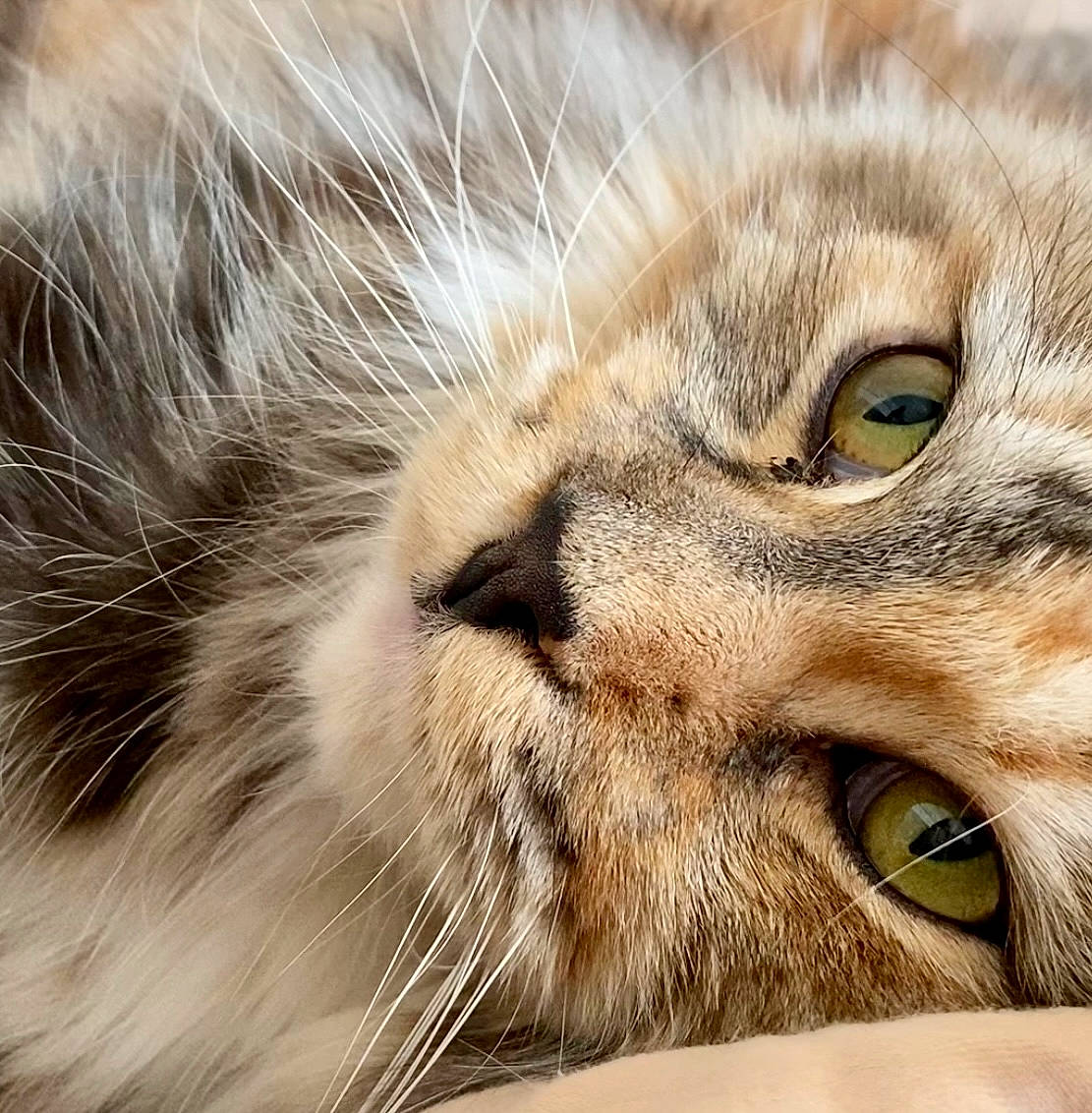 Garbo a rejoint le concours — aidez-le/la à gagner de superbes lots ! carnivore, cat, comfort, domestic_short_haired_cat, eye, fawn, felidae, fur, grass, head, paw, small_to_medium_sized_cats, snout, terrestrial_animal, whiskers, wildlife, wrinkle