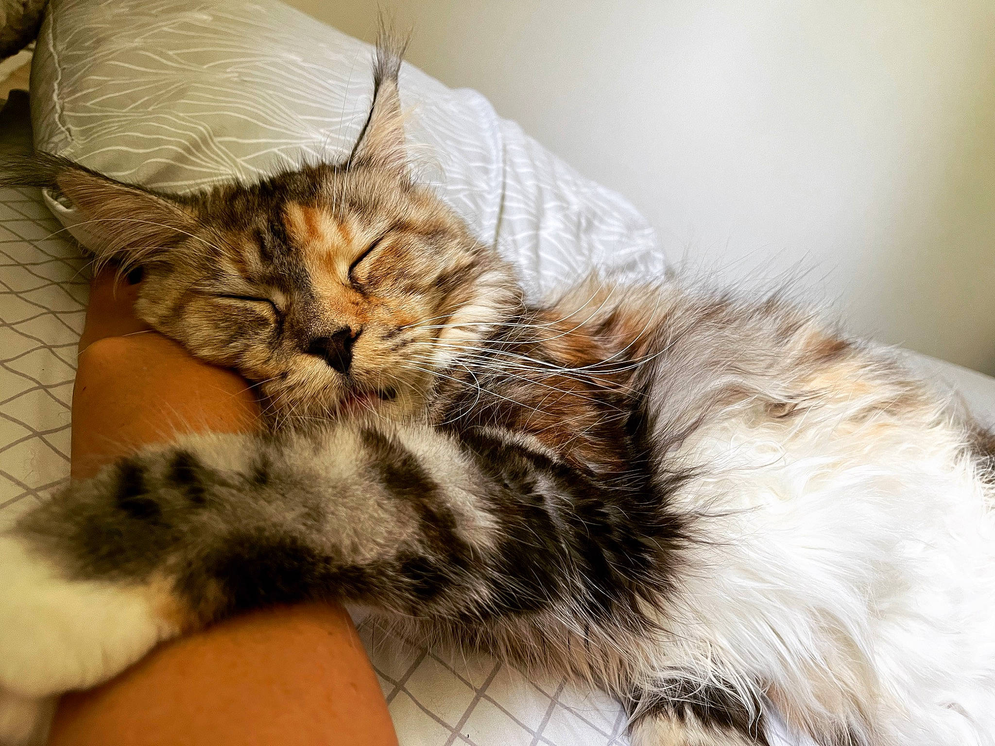 Garbo a rejoint le concours — aidez-le/la à gagner de superbes lots ! carnivore, cat, claw, comfort, domestic_short_haired_cat, felidae, fur, maine_coon, nap, paw, siberian, sleep, small_to_medium_sized_cats, tail, whiskers