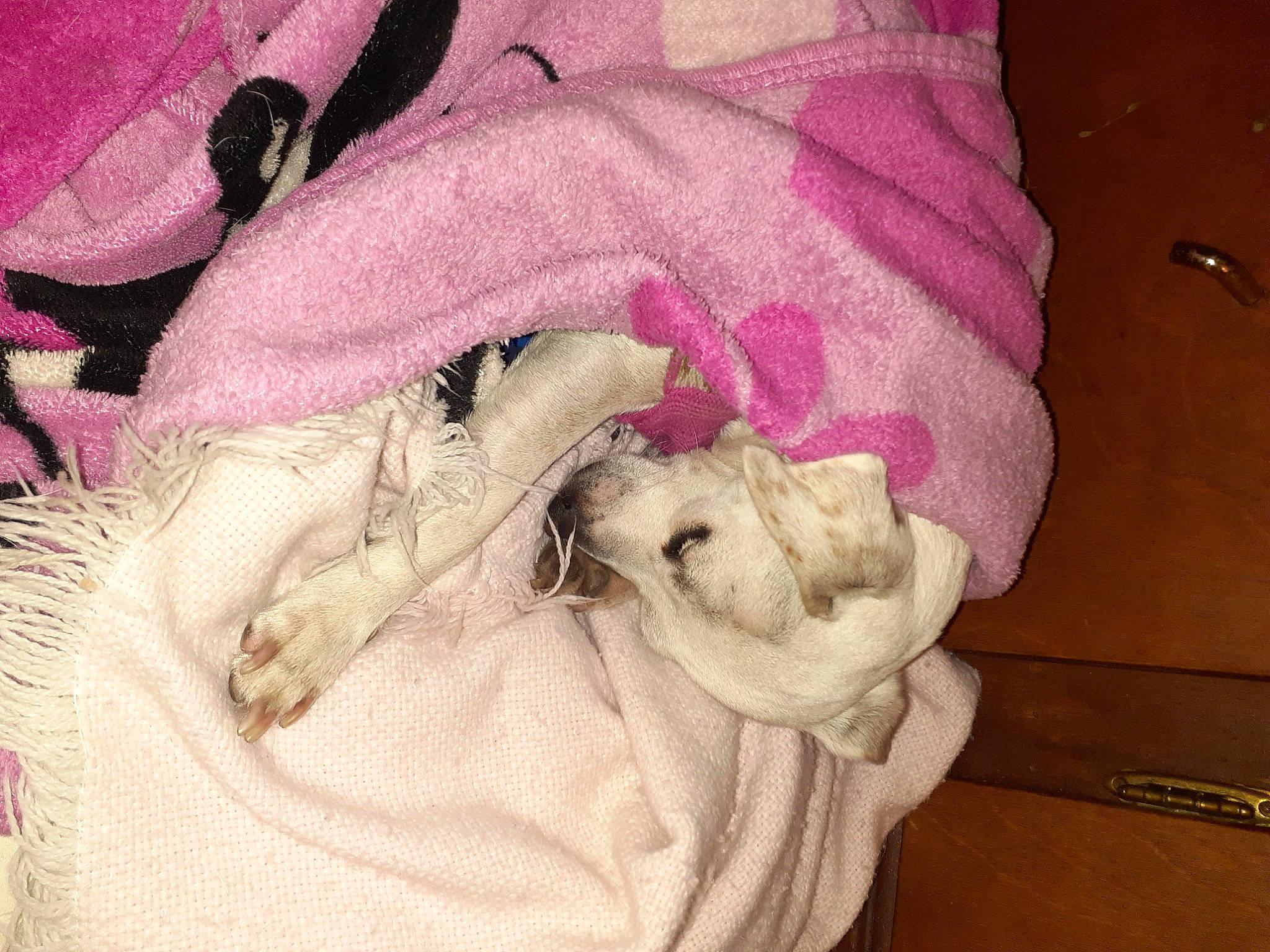 Daisy is registered to the contest to win money with this photo: baby_toddler_clothing, blanket, carnivore, comfort, companion_dog, fawn, felidae, fur, linens, magenta, pattern, pink, purple, sleeve, small_to_medium_sized_cats, tail, towel, wool, woolen, woven_fabric