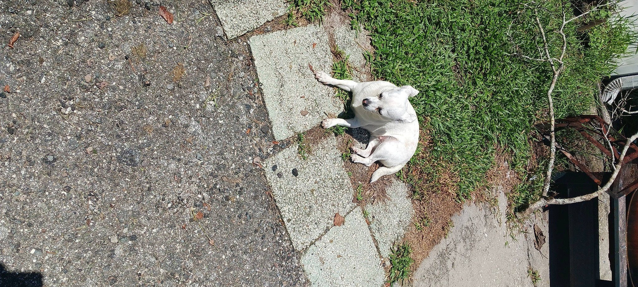 Daisy joined the competition — help win amazing prizes! asphalt, canidae, carnivore, companion_dog, concrete, dog, dog_breed, fawn, flooring, grass, paw, road, road_surface, sidewalk, snout, soil, sporting_group, street_dog, tail, working_animal