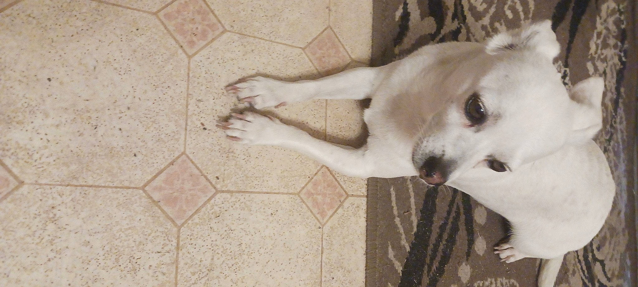 Daisy joined the competition — help win amazing prizes! art, brick, canidae, carnivore, companion_dog, concrete, dog, dog_breed, door, fawn, flooring, fur, gesture, jaw, paw, snout, sporting_group, whiskers, wood, working_animal