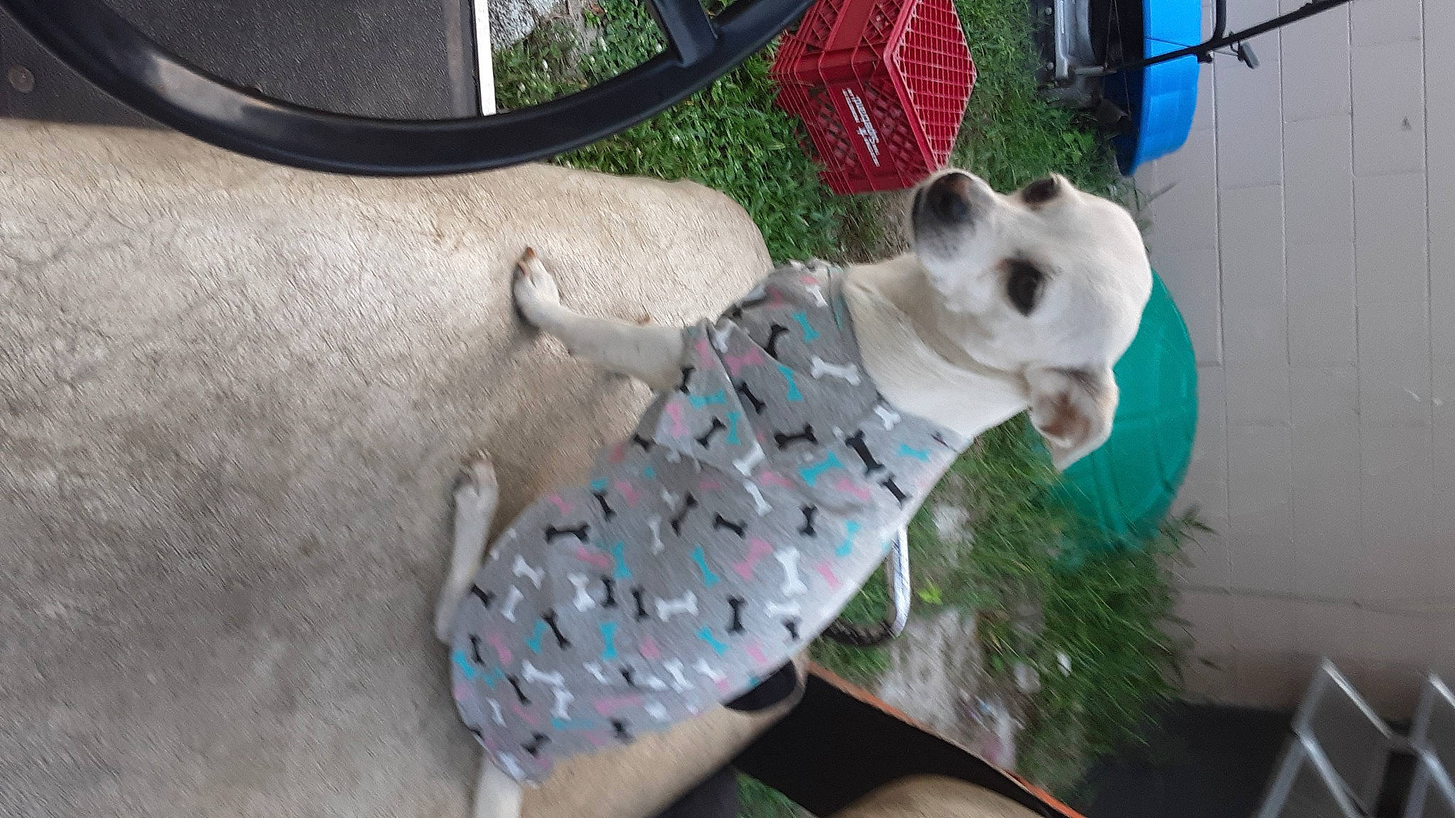 Daisy is registered to the contest to win money with this photo: baby_toys, canidae, carnivore, companion_dog, dog_breed, dog_clothes, fashion_accessory, fawn, fur, grass, pattern, plastic, plush, snout, sporting_group, stuffed_toy, sunglasses, tail, toy, wool