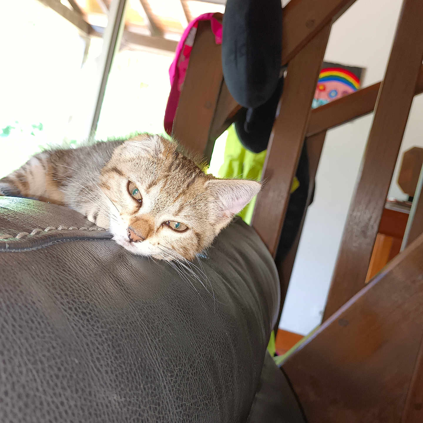 Lola a rejoint le concours — aidez-le/la à gagner de superbes lots ! abyssinian, animal, cat, chair, clothing, couch, cushion, furniture, hardwood, hat, headrest, homedecor, kitten, pet, pingpong, pingpongpaddle, plywood, racket, sport, wood