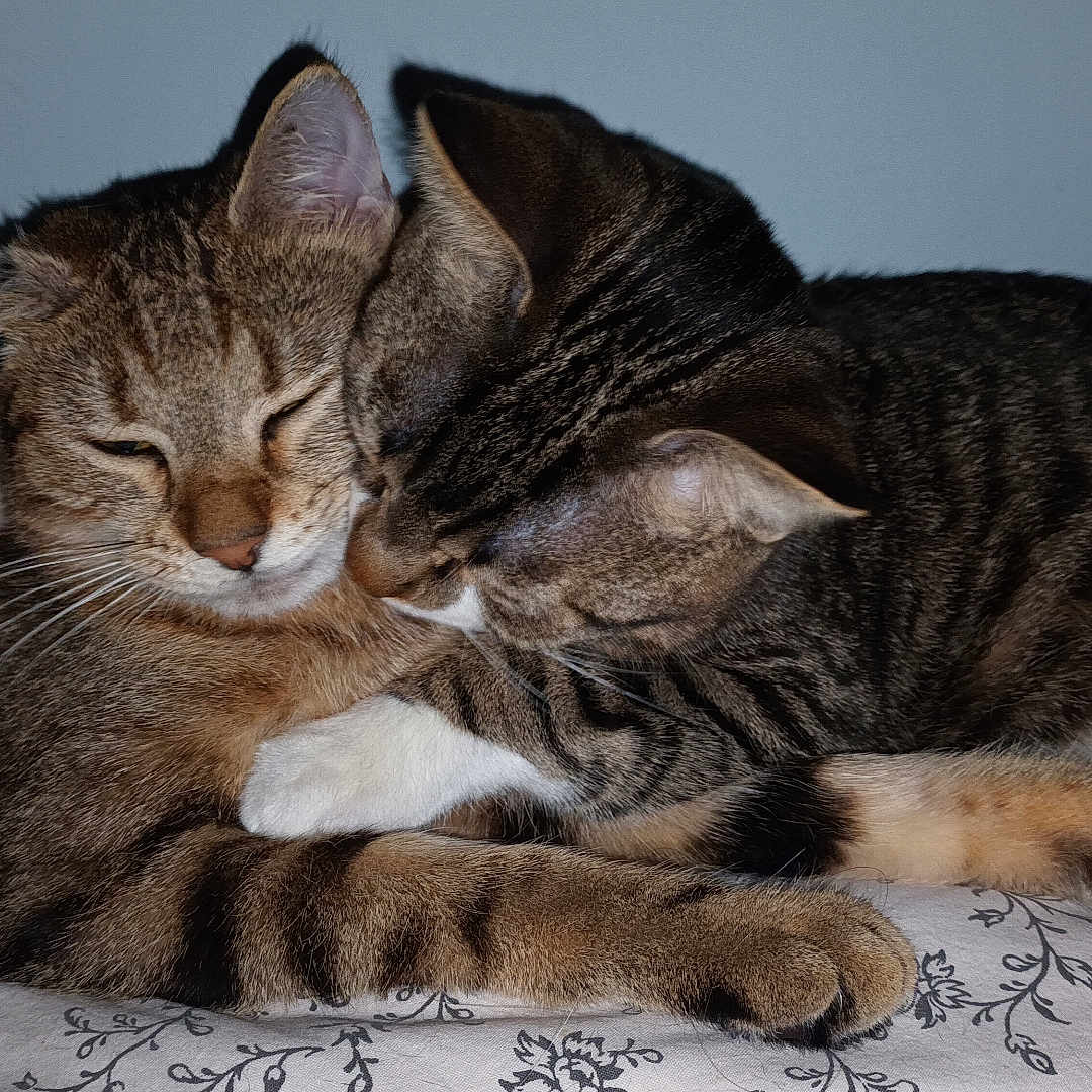 Lola Et Litchi