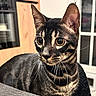 animal, black, cat, close_up, curious, domestic, ears, eyes, feline, fur, indoor, pet, portrait, sitting, striped, table, tan, whiskers, window, wooden_cabinet