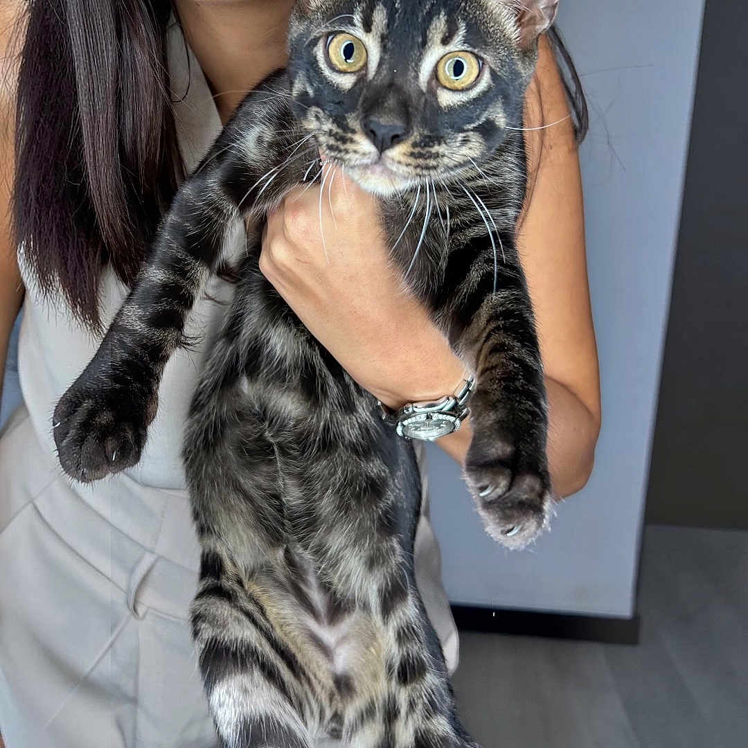 Choco