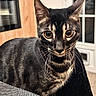 animal, black, brown, cat, close_up, cozy, curious, domestic, eyes, fur, furniture, glass_door, indoor, mammal, pet, portrait, tabby, texture, whiskers, wooden_cabinet