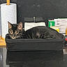 cat, black_cat, basket, kitchen_counter, paper_towel, jar, screwdriver, tool, black_surface, curious, pet, domestic_animal, indoor, feline, resting, household_items, container, closeup, animal, looking