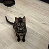 cat, pet, floor, wooden_floor, kibble, pet_feeder, indoor, animal, curious, alert, feline, black, brown, striped, whiskers, ears, tail, looking_up, domestic_cat, young_cat
