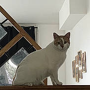 Jolly participe au concours pour gagner de l'argent avec cette photo : cat, white_cat, orange_cat, indoor, wooden_ledge, framed_pictures, wall, window, curious, pet, animal, feline, house, interior, looking, sitting, ears, whiskers, floor, home