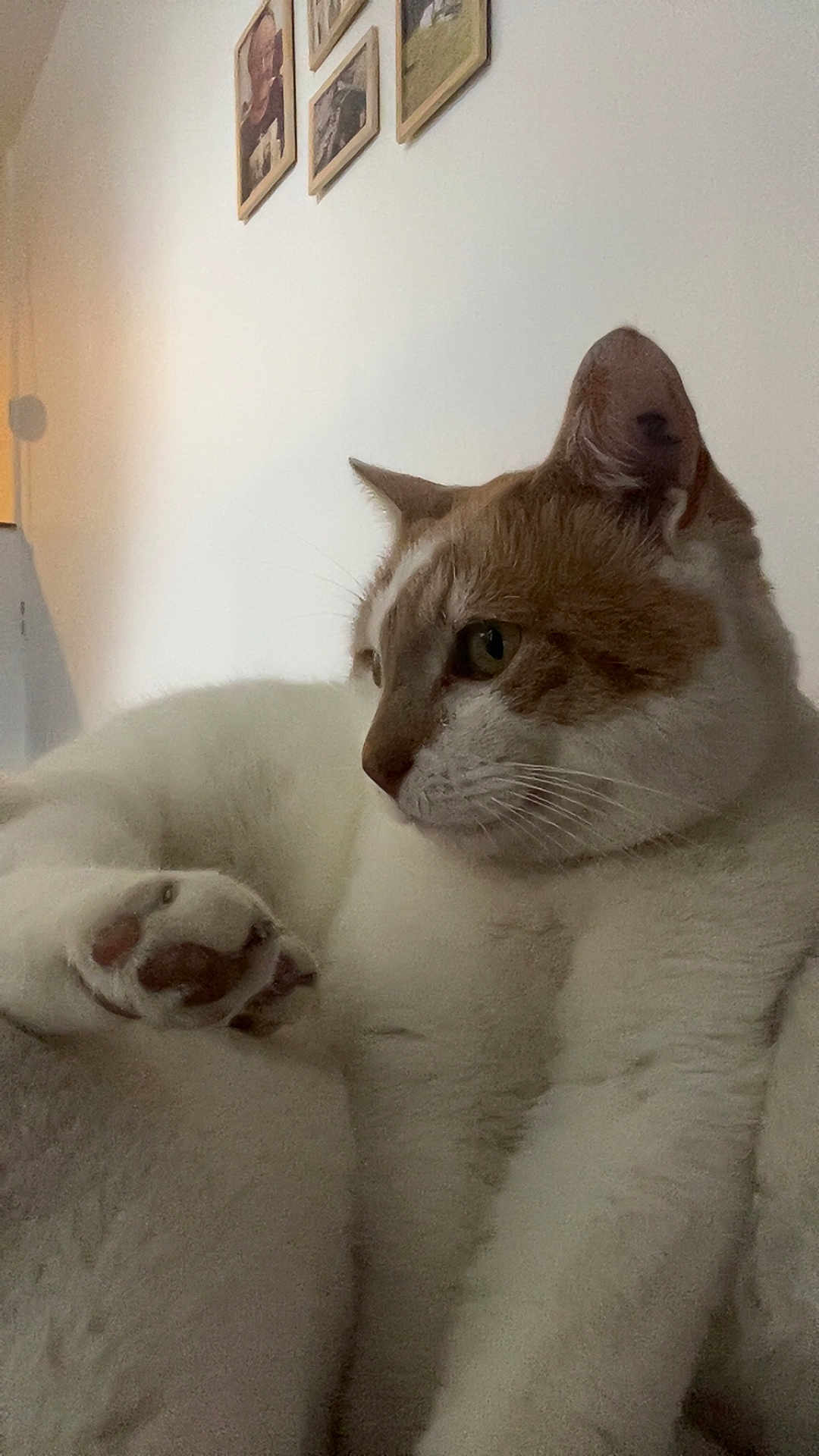 Jolly participe au concours pour gagner de l'argent avec cette photo : cat, feline, pet, indoor, white_fur, orange_fur, paw, whiskers, relaxing, close_up, profile, wall, picture_frames, home, cozy, animal, domestic, fur, cute, resting
