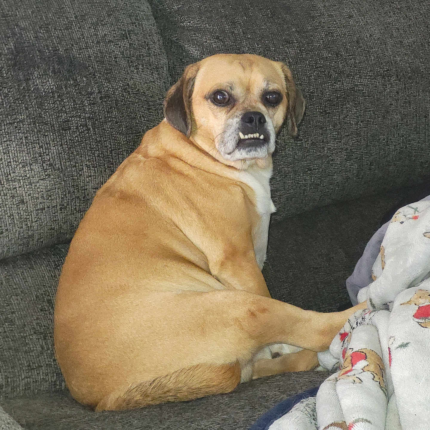 Bruno is registered to the contest to win money with this photo: animal, armchair, beagle, blanket, boxer, bulldog, canine, chair, couch, cushion, dog, frenchbulldog, furniture, homedecor, hound, labradorretriever, pet, pitbull, pug, puppy