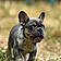 King Rocco