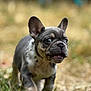 King Rocco joined the competition — help win amazing prizes! dog, puppy, french_bulldog, outdoor, grass, ears, cute, animal, pet, young, walking, closeup, nature, fur, muzzle, expression, adorable, playful, small, canine