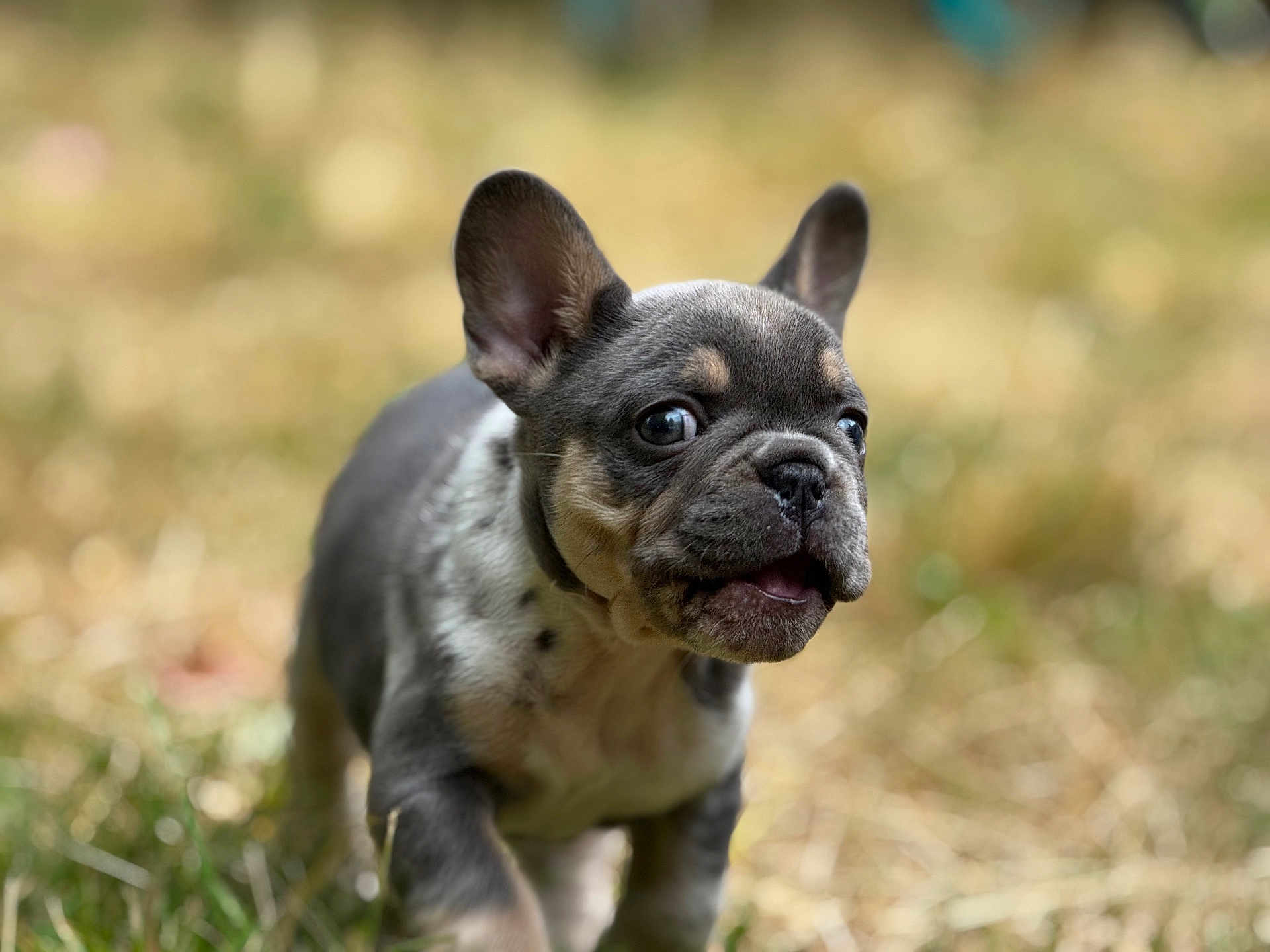 King Rocco joined the competition — help win amazing prizes! dog, puppy, french_bulldog, outdoor, grass, ears, cute, animal, pet, young, walking, closeup, nature, fur, muzzle, expression, adorable, playful, small, canine