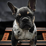 King Rocco is registered to the contest to win money with this photo: french_bulldog, puppy, dog, close_up, pet, animal, ears, fur, black_and_white, wood, outdoor, canine, cute, portrait, young, standing, paws, background_blur, expression, companion