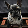 french_bulldog, puppy, dog, close_up, pet, animal, ears, fur, black_and_white, wood, outdoor, canine, cute, portrait, young, standing, paws, background_blur, expression, companion