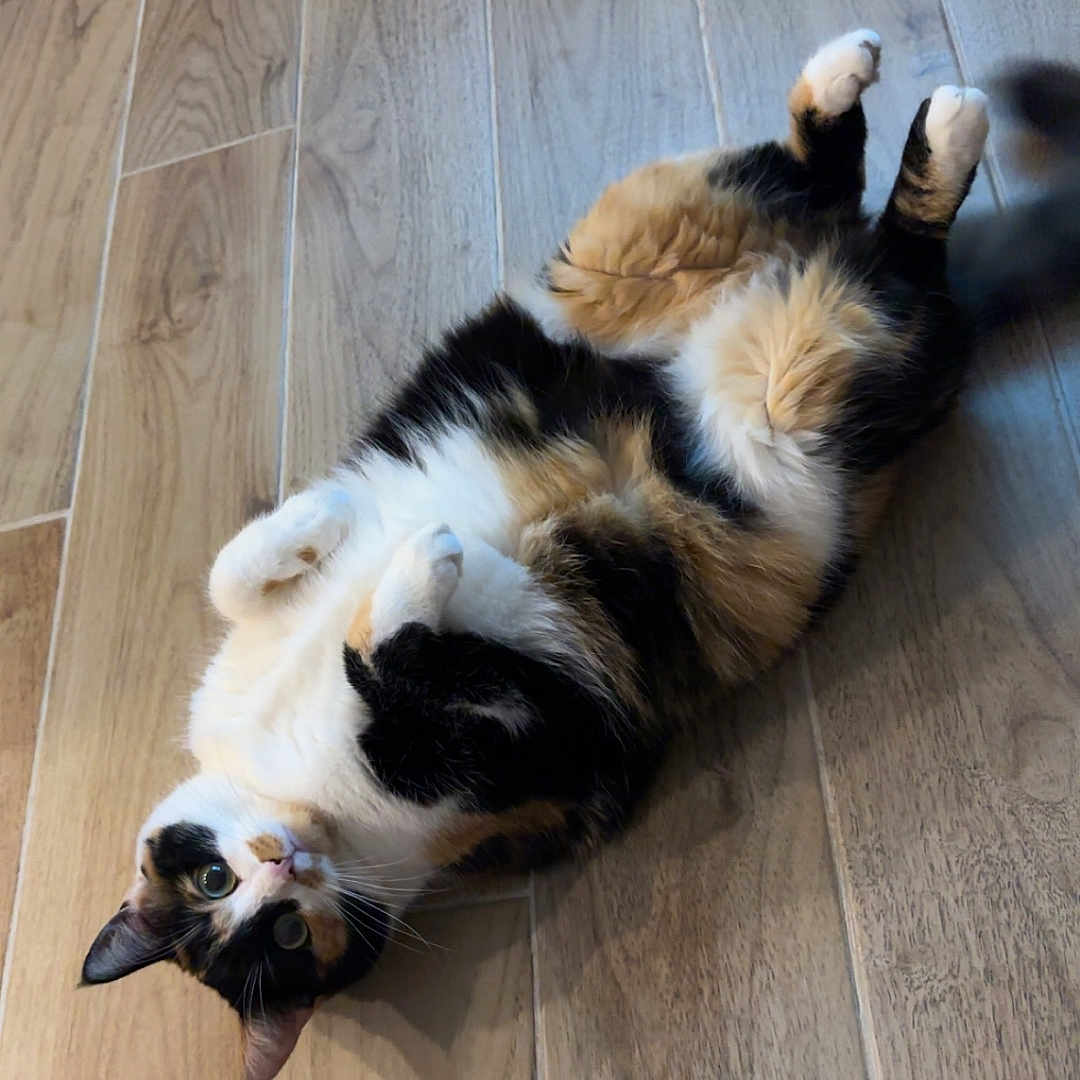 Clover participe au concours pour gagner de l'argent avec cette photo : animal, architecture, building, canine, cat, couch, dog, furniture, hardwood, hound, husky, indoors, interiordesign, kitten, manx, pet, plywood, puppy, stainedwood, wood