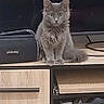 cat, kitten, gray_cat, fluffy, fur, sitting, shelf, indoors, pet, animal, portrait, front_view, looking_at_camera, ears, eyes, tail, whiskers, wooden_furniture, electronics, home_decor