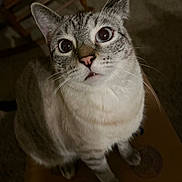 Missy joined the competition — help win amazing prizes! animal, cardboard_box, cat, close_up, curious, domestic_animal, feline, floor, fur, home, indoor, looking_up, mammal, paws, pet, portrait, seated, tabby, whiskers, wide_eyes