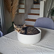 Sylvie a rejoint le concours — aidez-le/la à gagner de superbes lots ! cat, tabby_cat, bowl, table, tablecloth, chair, stairs, plant, indoor, cozy, sleeping, pet, feline, domestic_animal, home_interior, resting, curled_up, decor, quiet, relaxed