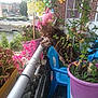 cat, tabby_cat, balcony, plants, flowers, potted_plants, pink_flowers, greenery, railing, blue_chair, pinwheel, butterfly_decoration, outdoor, urban, daylight, curious, pet, animal, resting, nature
