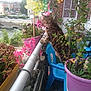 cat, tabby_cat, balcony, flower_pots, plants, pinwheel, urban, outdoor, railing, chair, pink_flowers, purple_pot, greenery, window, brick_wall, curious, pet, daylight, nature, blue_chair