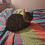 cat, tabby_cat, bed, bedspread, pattern, indoor, furniture, dresser, curious, pet, animal, cozy, striped, resting, domestic, feline, cute, whiskers, ears, collar
