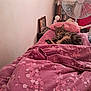 cat, tabby_cat, bed, pink_bedspread, pillow, fan, room, indoor, furniture, photo_frame, bookshelf, comfort, relaxation, floral_pattern, sleepy, pet, domestic, cozy, resting, household