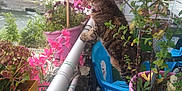 Bella participe au concours pour gagner de l'argent avec cette photo : cat, tabby_cat, flower_pot, plant, balcony, chair, pinwheel, urban, river, building, window, railing, greenery, outdoor, pet, animal, nature, pink_flower, purple_pot, curious