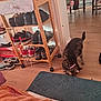 cat, tabby_cat, floor, rug, shoe_rack, shoes, wooden_furniture, indoor, collar, curious, floral, plant, table, wooden_floor, pink_collar, household, pet, domestic, decor, room