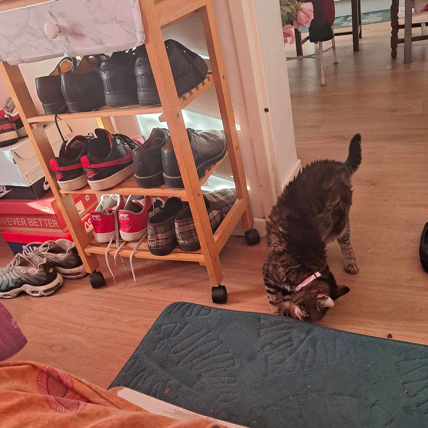 Bella participe au concours pour gagner de l'argent avec cette photo : cat, collar, curious, decor, domestic, floor, floral, household, indoor, pet, pink_collar, plant, room, rug, shoe_rack, shoes, tabby_cat, table, wooden_floor, wooden_furniture