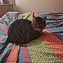 cat, tabby_cat, bed, indoor, furniture, colorful, patterned_bedspread, curled_up, pet, domestic_animal, whiskers, collar, nightstand, wooden_furniture, relaxed, looking_at_camera, cozy, striped_fur, animal, resting