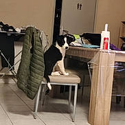 Apie a rejoint le concours — aidez-le/la à gagner de superbes lots ! black_and_white, can, chair, clock, cozy, curious, dog, domestic, furniture, household, indoor, jacket, kitchen, looking_back, messy, paper_towel, pet, puppy, table, tile_floor