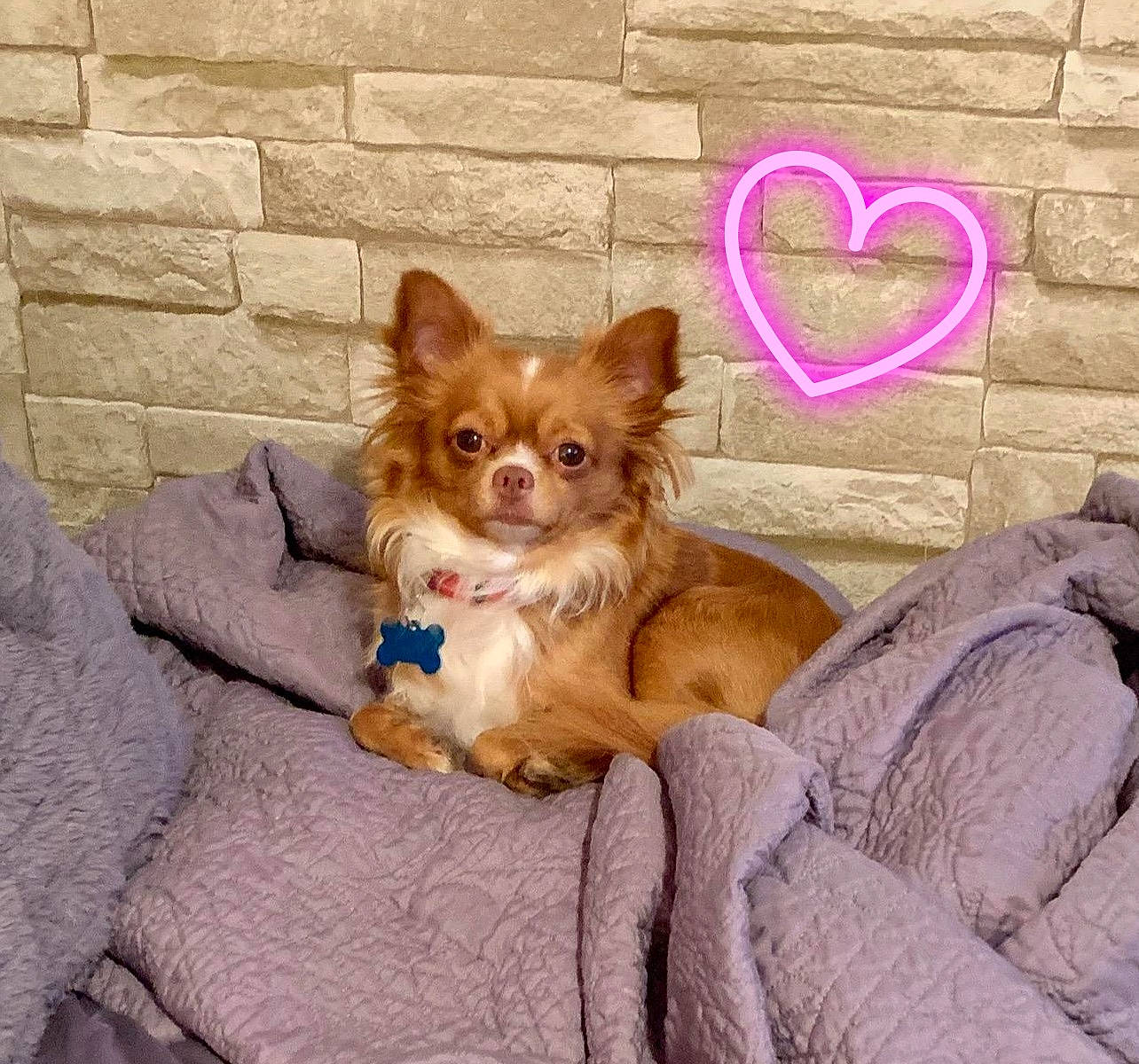 Chucky is registered to the contest to win money with this photo: canidae, carnivore, chihuahua, companion_dog, dog, dog_breed, ear, fawn, mammal, pomeranian, puppy, puppy_love, sporting_group, toy_dog, vertebrate