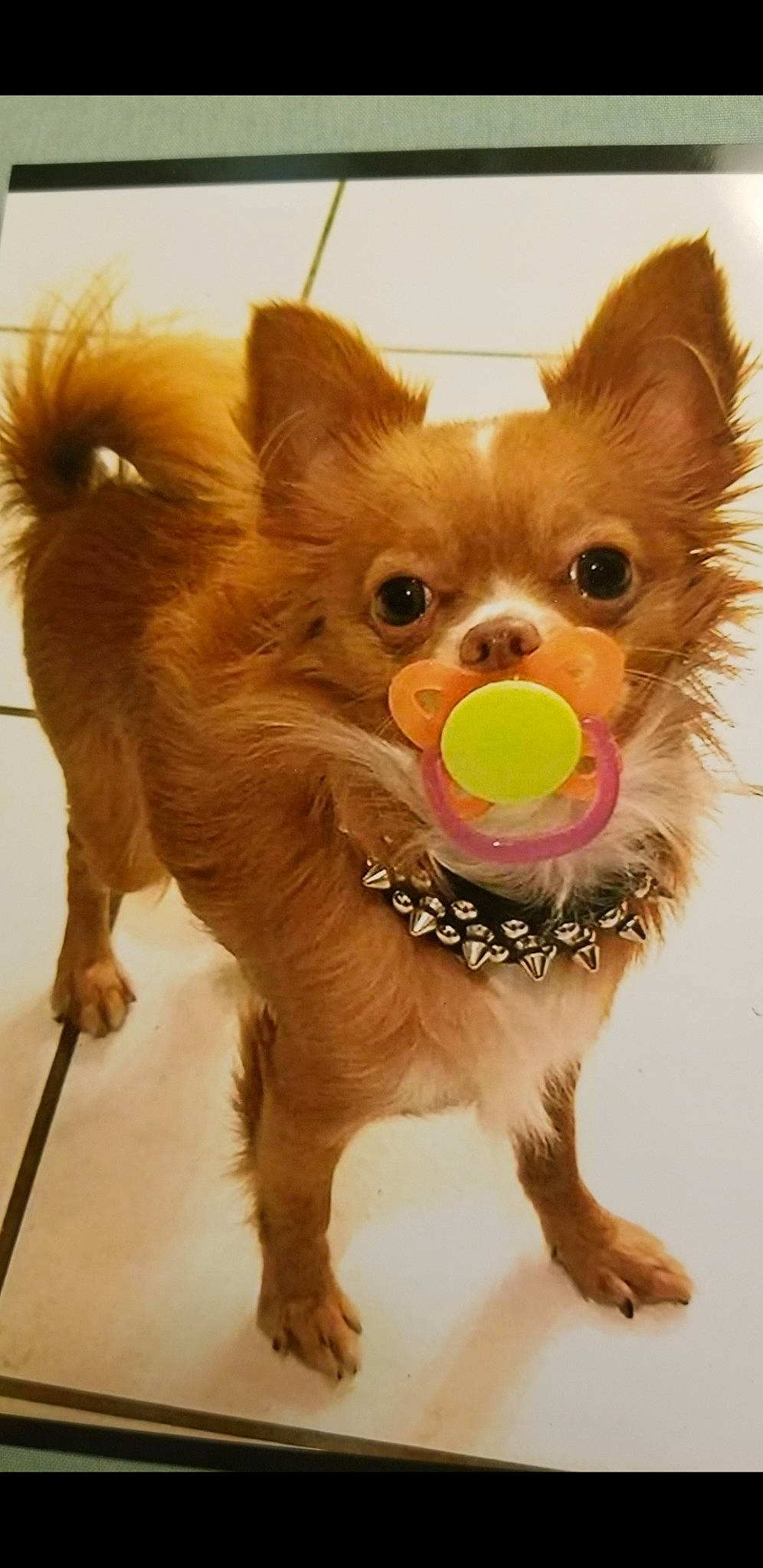 Chucky is registered to the contest to win money with this photo: ancient_dog_breeds, canidae, carnivore, chihuahua, companion_dog, dog, dog_breed, fawn, mammal, pomeranian, puppy, russkiy_toy, snout, toy_dog, vertebrate