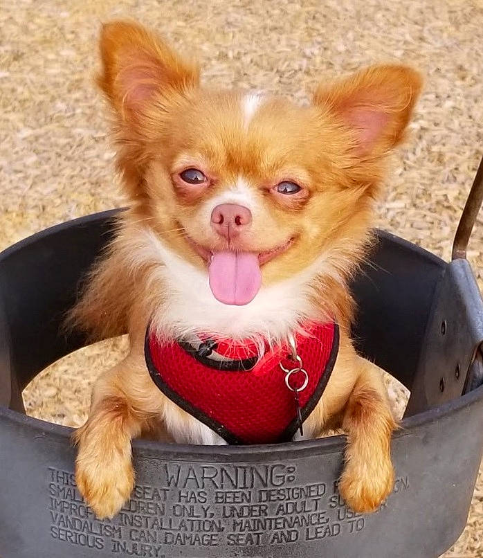 Chucky is registered to the contest to win money with this photo: canidae, carnivore, chihuahua, companion_dog, dog, dog_breed, fawn, mammal, puppy, russkiy_toy, snout, toy_dog, vertebrate