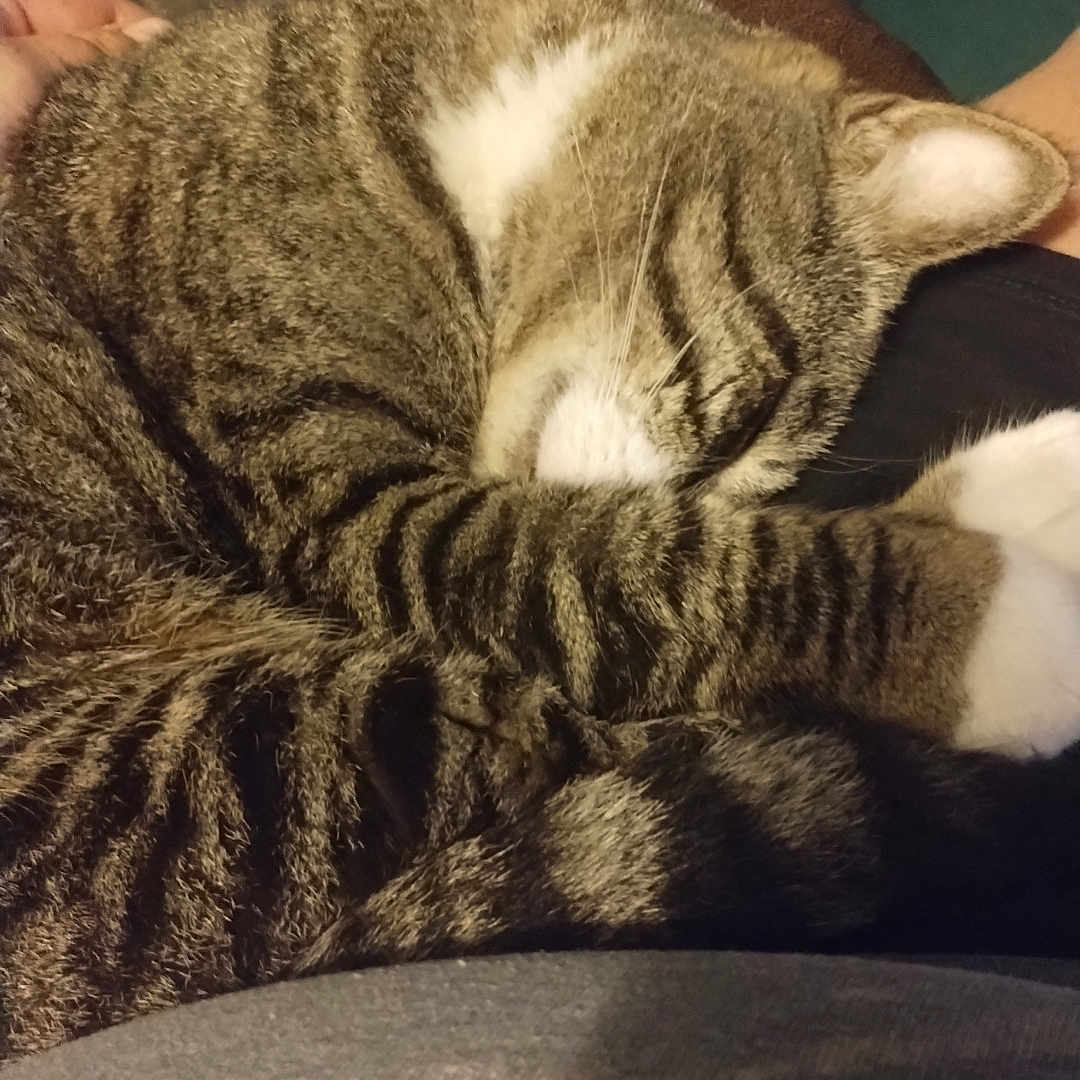 Smokey joined the competition — help win amazing prizes! animal, blanket, cat, claws, cozy, cushion, domestic_cat, feline, fur, indoor, lap, mammal, pet, relaxation, resting, sleeping, striped, tabby, whiskers, white_paws