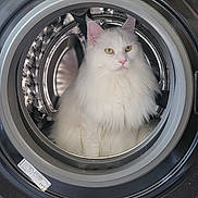 Timba a rejoint le concours — aidez-le/la à gagner de superbes lots ! cat, white_cat, fluffy, washing_machine, appliance, indoor, pet, feline, household, metal, circular, door, domestic_animal, clean, curious, still, portrait, closeup, animal, quiet
