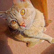Roméo a rejoint le concours — aidez-le/la à gagner de superbes lots ! animal, cat, close_up, curious, cute, domestic_cat, feline, floor, golden_eyes, indoor, looking_up, pet, portrait, shadow, soft_light, sunlight, texture, whiskers, wooden_table_leg, yellow_eyes
