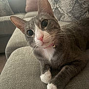 Stormi joined the competition — help win amazing prizes! cat, gray_cat, white_paws, pink_nose, pink_collar, bell, couch, fabric_texture, indoor, pet, whiskers, close_up, relaxed, feline, animal, curious, sitting, household, soft_light, domestic