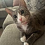 cat, gray_cat, white_paws, pink_nose, pink_collar, bell, couch, fabric_texture, indoor, pet, whiskers, close_up, relaxed, feline, animal, curious, sitting, household, soft_light, domestic