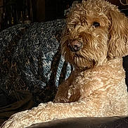 Hutch is registered to the contest to win money with this photo: dog, curly_fur, lounge, leather_chair, indoor, cozy, blanket, brown, pet, canine, fur_texture, relaxed, portrait, animal, home, furniture, resting, side_view, domestic, warm_light