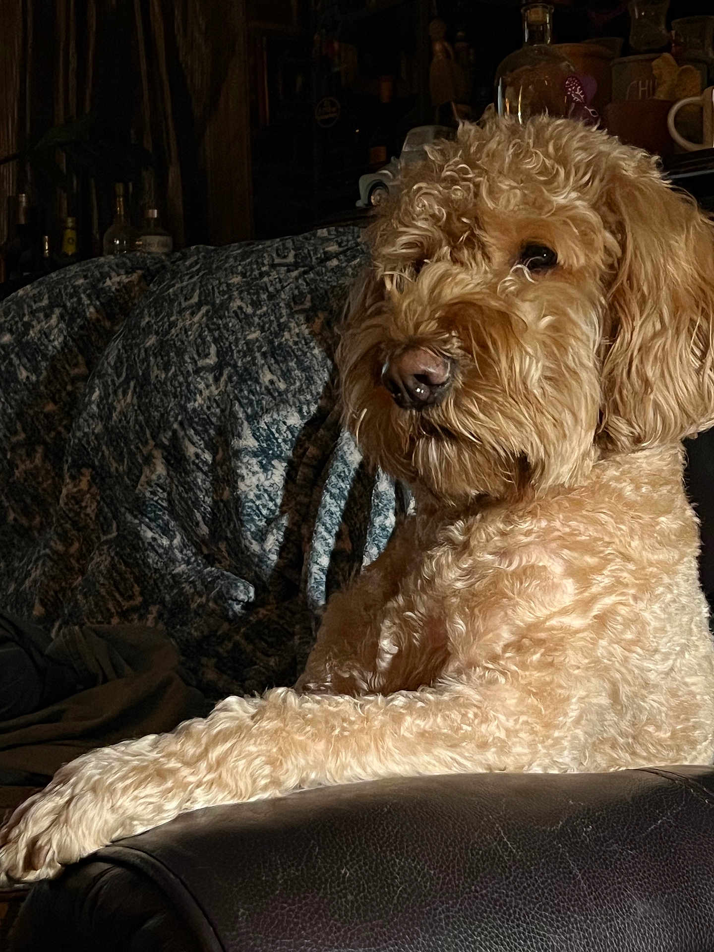 Hutch is registered to the contest to win money with this photo: dog, curly_fur, lounge, leather_chair, indoor, cozy, blanket, brown, pet, canine, fur_texture, relaxed, portrait, animal, home, furniture, resting, side_view, domestic, warm_light
