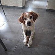 Lescaut participe au concours pour gagner de l'argent avec cette photo : dog, animal, indoor, floor, tile, pet, brown, white, stick, paws, looking_up, cute, domestic, companion, house, room, canine, relaxed, fur, ears