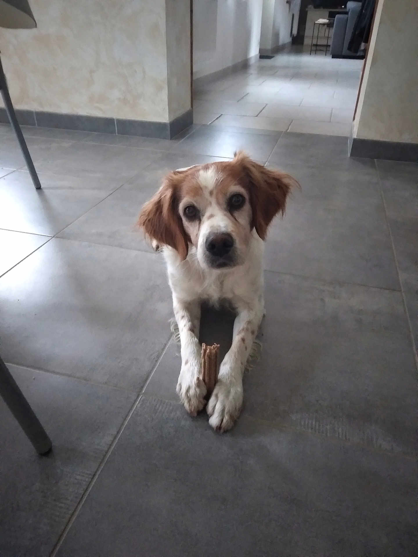Lescaut participe au concours pour gagner de l'argent avec cette photo : dog, animal, indoor, floor, tile, pet, brown, white, stick, paws, looking_up, cute, domestic, companion, house, room, canine, relaxed, fur, ears
